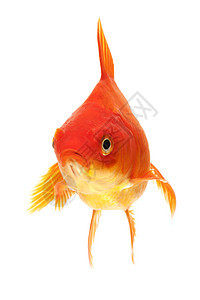 金鱼黄色游泳红色家畜橙子动物宠物图片