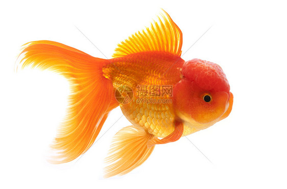 金鱼黄色游泳家畜宠物红色橙子动物图片