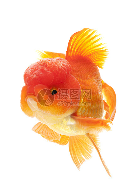 金鱼橙子黄色动物游泳宠物家畜红色图片