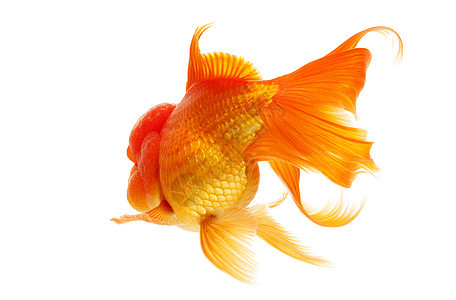 金鱼动物游泳宠物黄色红色橙子家畜图片