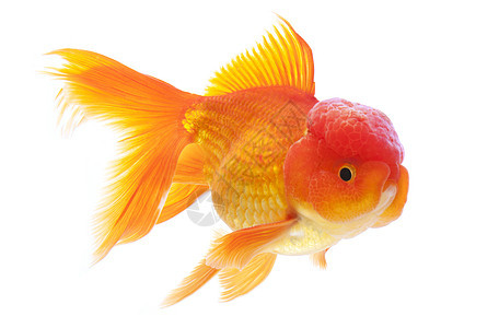 金鱼黄色宠物游泳橙子动物家畜红色背景图片