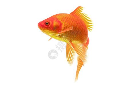 红金鱼橙子游泳家畜动物宠物红色黄色背景图片