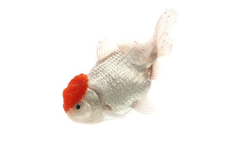 红金鱼和白金鱼金鱼家畜红色白色游泳动物宠物图片