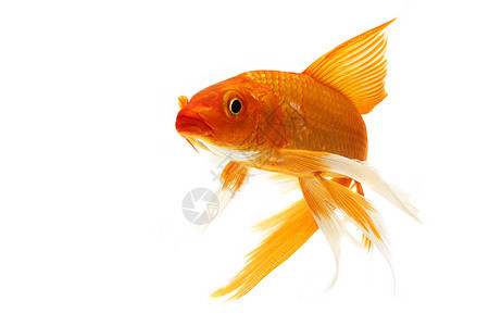 金甲鱼宠物红色鲤鱼动物金鱼锦鲤橙子家畜游泳图片