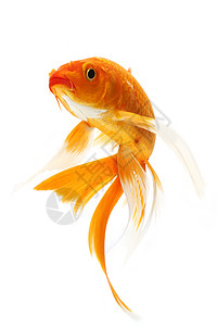 金甲鱼游泳动物金鱼家畜宠物橙子锦鲤鲤鱼红色图片