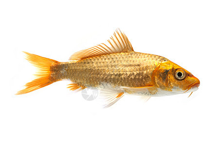 金甲鱼锦鲤家畜红色鲤鱼橙子游泳金鱼宠物动物图片