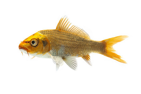 金甲鱼家畜锦鲤鲤鱼金鱼橙子红色宠物动物游泳图片