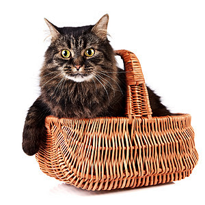 一只小毛猫在一篮子里友谊毛皮小猫血统柳条食肉宠物好奇心虎斑脊椎动物图片