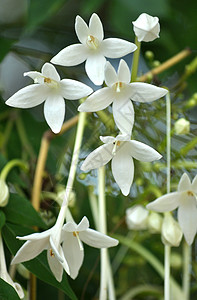 印地安角水分团体生长衬套白色黄色花束花粉植物农业图片