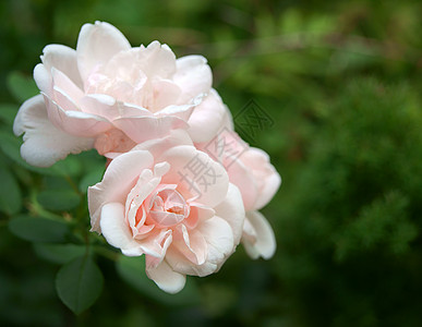 粉红玫瑰花瓣花园乐园 玫瑰花朵粉色绿色叶子植物群温室花瓣玫瑰太阳绿色植物花园背景