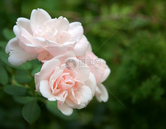 花园乐园 玫瑰花朵粉色绿色叶子植物群温室花瓣玫瑰太阳绿色植物花园图片