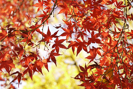 秋叶叶子黄色公园季节植物群季节性环境红色橙子图片