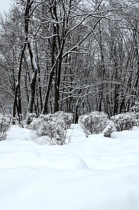 雪中冬季公园季节风景卡片孤独寒意雪景荒野雪堆场地情绪图片