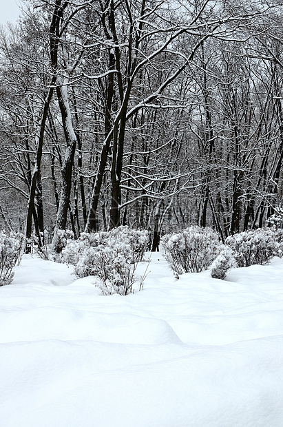 雪中冬季公园季节风景卡片孤独寒意雪景荒野雪堆场地情绪图片