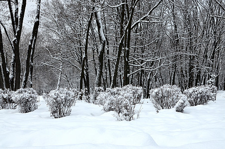 雪中冬季公园环境风景寒意墙纸雪堆木头场地荒野孤独卡片图片