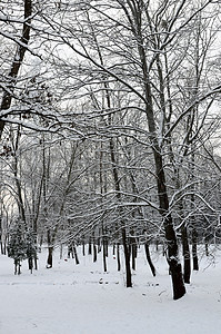 雪中冬季公园木头卡片孤独情绪雪景场景墙纸冬令场地风景图片