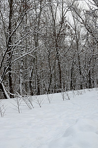 雪中冬季公园卡片冬令风景情绪寂寞孤独雪景木头环境季节图片