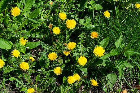 夏季花草地和黄色花朵图片