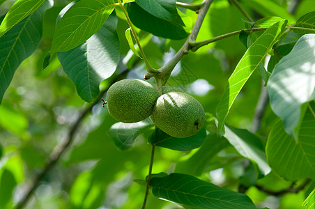 树上的胡桃收成食物农场花园绿色坚果果园叶子农田植物图片