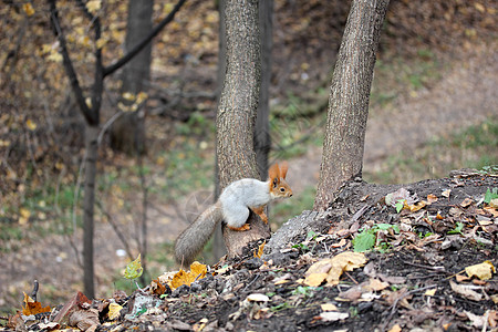 松松鼠在树上带子叶子毛皮哺乳动物荒野晴天前脚手臂软垫松鼠图片