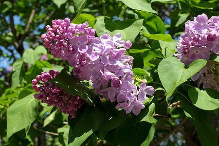 五月一日开花的紫色树丛花瓣芳香季节植物学树叶紫丁香衬套植物植物群花朵图片