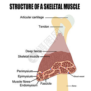 骨骨骼肌肉结构图片