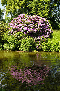 公园世界反思花瓣休息灌木紫色天空娱乐遗产树叶图片