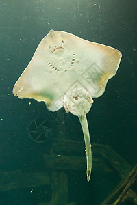 水族馆的雷图片