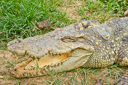 鳄鱼张开嘴 躺在草地上动物园猎人捕食者游泳盘子食肉动物皮肤野生动物皮革图片