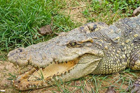 鳄鱼张开嘴 躺在草地上游泳动物猎人皮肤皮革野生动物爬虫动物园盘子食肉图片