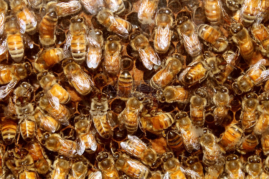 蜜蜂和蜂巢蜂蜜图片