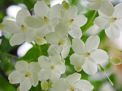 野生水花花背景图片