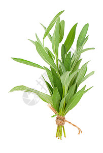 白底隔离的绿色树苗植物植物学智者枝条厨房烹饪草本香味宏观白色健康图片
