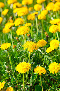 黄色花朵 春季照片植物群阳光草本植物植物季节牛奶叶子太阳高文花园图片