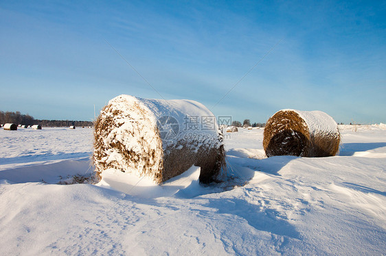 田地上积雪中沉积的干草暴风雪草地小麦谷物农场远景稻草场地季节旅游图片