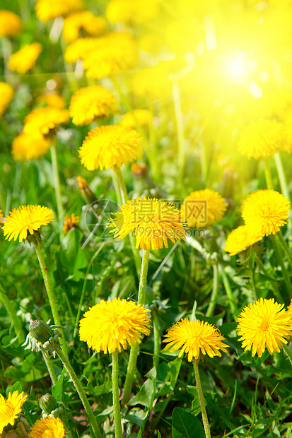 黄色花朵 春季照片场地季节花园花瓣草地高文阳光叶子绿色植物图片