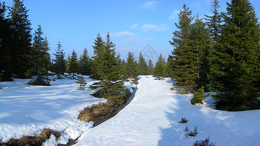 冬季风景树木雪片场地季节森林冻结太阳松树雾凇季节性图片