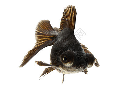 黑金鱼宠物家畜金鱼黑色游泳动物图片