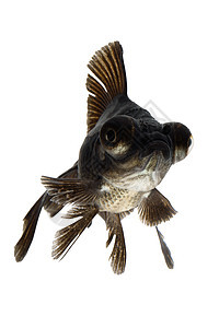 黑金鱼黑色金鱼家畜游泳宠物动物图片