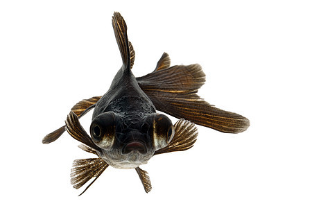 黑金鱼宠物家畜黑色动物游泳金鱼背景图片