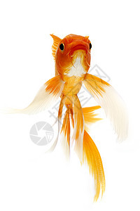 金甲鱼锦鲤动物家畜游泳鲤鱼金鱼宠物橙子红色图片