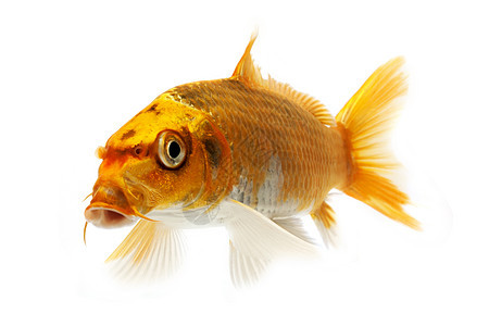 金甲鱼家畜锦鲤游泳金鱼宠物动物鲤鱼红色橙子背景图片