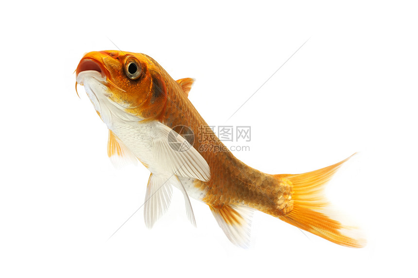 金甲鱼游泳红色动物锦鲤家畜宠物鲤鱼金鱼橙子图片