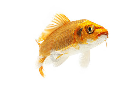 金甲鱼橙子家畜动物游泳锦鲤红色金鱼宠物鲤鱼图片