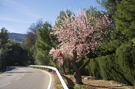 风景山山路晴天花朵阳光乡村山脉风景曲线图片