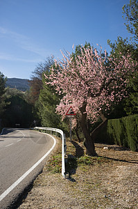 康白卡公路花朵风景村庄曲线乡村山脉阳光晴天图片