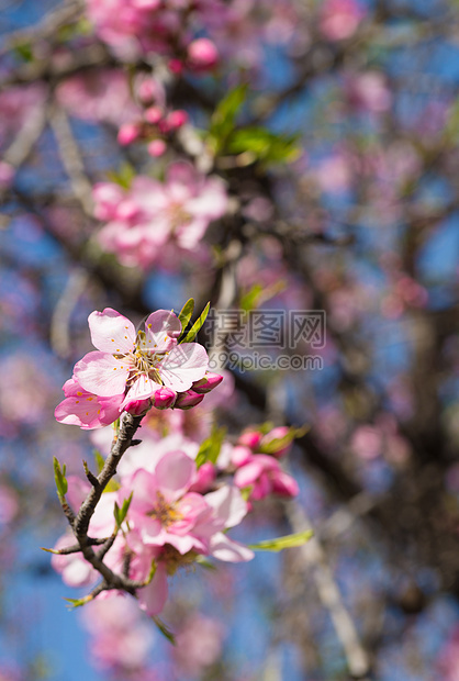 粉杏花花图片