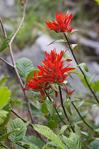 印度画笔山花花朵野花图片