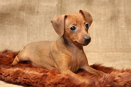 微型小狗家畜雌性犬类纯种狗棕色爪子动物红色民品哺乳动物图片