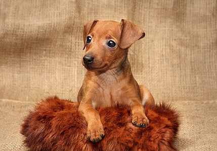 微型小狗动物雌性红色犬类家畜纯种狗爪子哺乳动物民品棕色图片